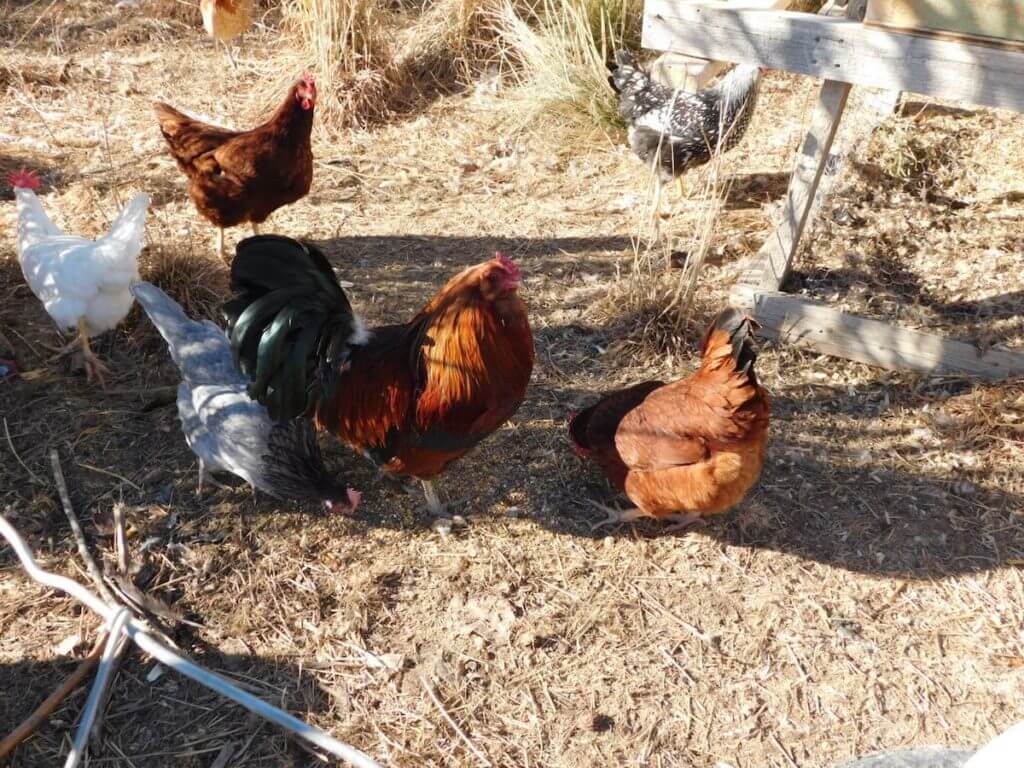 The wake-up call at the new house site