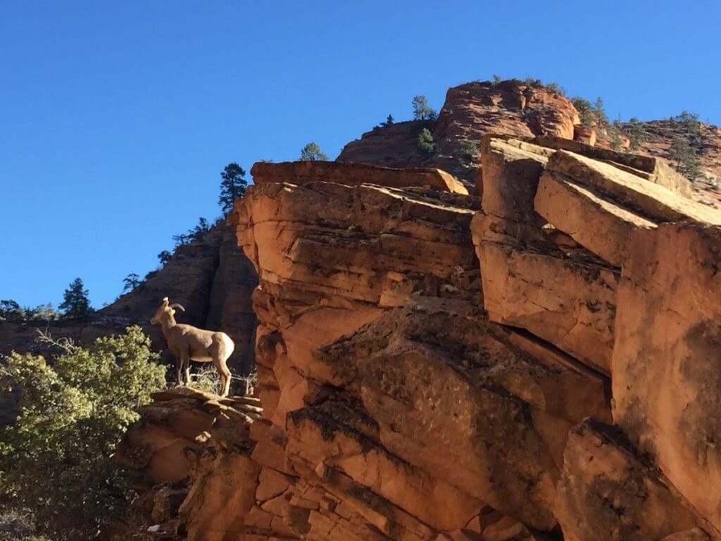 "Hidden" Pictures in Zion National Park